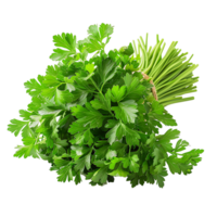 Parsley leaves in a closeup on isolated transparent background png