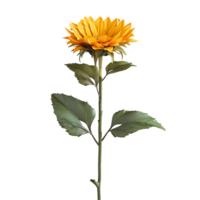 Sunflower flower on isolated transparent background png