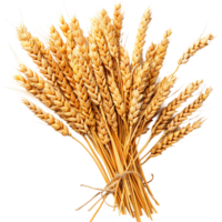 Wheat on isolated transparent background png