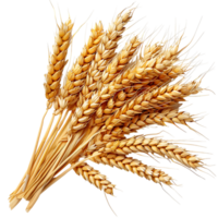 Wheat on isolated transparent background png