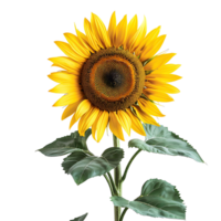Sunflower flower on isolated transparent background png