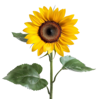 Sunflower flower on isolated transparent background png