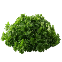 Parsley leaves in a closeup on isolated transparent background png