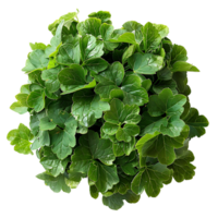 Parsley leaves in a closeup on isolated transparent background png