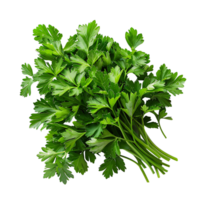 Parsley leaves in a closeup on isolated transparent background png