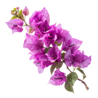 Bougainvillea Blume auf isoliert transparent Hintergrund png