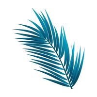 Tropical leaf of palm tree on white background vector