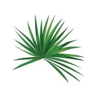 palm branch illustration isolated on white background vector