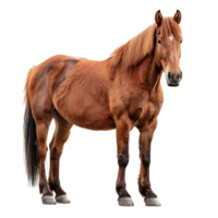 horse on isolated background png