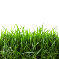 Grass on isolated background png