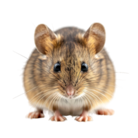 mouse on isolated background png