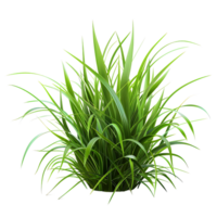 Grass on isolated background png