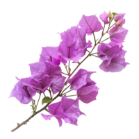 Bougainvillea Blume auf isoliert transparent Hintergrund png