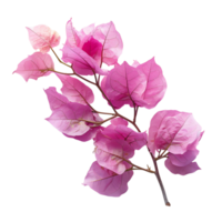 bougainvillea bloem Aan geïsoleerd transparant achtergrond png