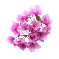 Bougainvillea flower on isolated transparent background png