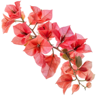 Bougainvillea flower on isolated transparent background png