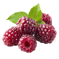 Mulberry on isolated transparent background png