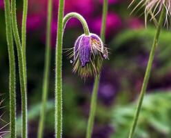 Beautiful blue primrose flowers, spring flowers, primrose Pulsatilla patens in Latin photo