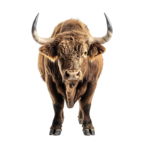 Bull on isolated background png