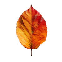 autumn maple leave on isolated background png