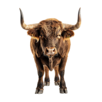 Bull on isolated background png