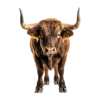 Stier auf isoliert Hintergrund png