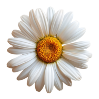 daisy flower on isolated background png