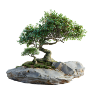 Bonsai tree on isolated background png