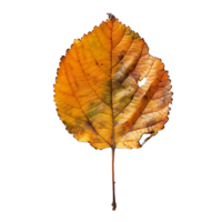 autumn maple leave on isolated background png