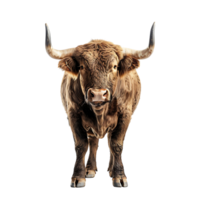 Bull on isolated background png