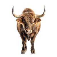 Bull on isolated background png