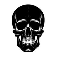 Black and White Illustration of a human skull vector