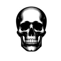 Black and White Illustration of a human skull vector