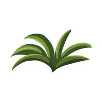 flower plant with leaves and foliage flora botany vector