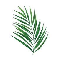 palm branch isolated on white background vector