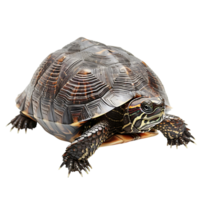 turtle on isolated background png