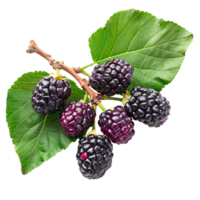 Mulberry on isolated transparent background png