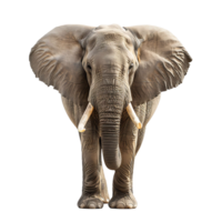 Elephant on isolated background png