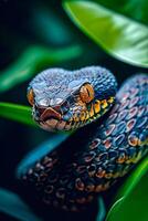 Close up of snake's face with its mouth open and showing its yellow and black tongue photo