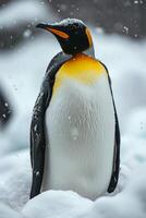 Penguin with yellow beak stands in the snow photo