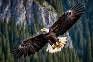 Bald eagle soars through the air with its wings fully spread out photo