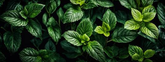 Green plant with leaves that are shiny and serrated edge it is close up of mint leaf photo