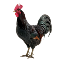 Rooster on isolated background png