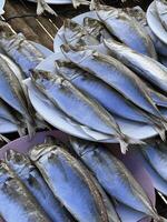 Fresco caballa pescado en el mercado foto