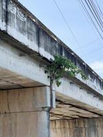 old concrete bridge wall with a tree photo