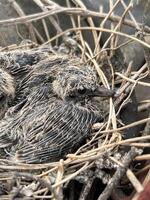 bird nest in the garden photo