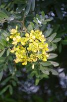 yellow Senna siamea flower in nature garden photo