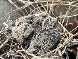 close up of a young nest of a baby photo