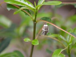 the cocoon on a leaf photo