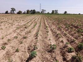 beautiful view of the nature, cassava field photo